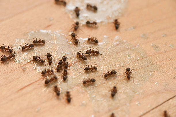 Best Cockroach Control Services  in Bear Creek, AL